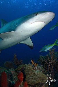 Reef Sharks cruising the reef at Ginormous and investigat... by Steven Anderson 